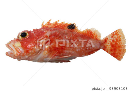 オニカサゴの切り抜き白背景魚体 オニカサゴの切り抜き白背景魚体 93903103