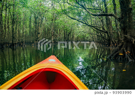 西表島　仲間川　マングローブカヤック 93903990