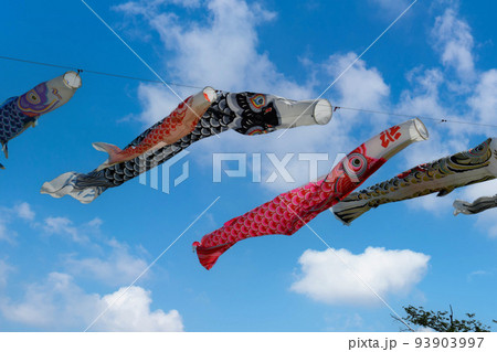 鯉のぼり 93903997