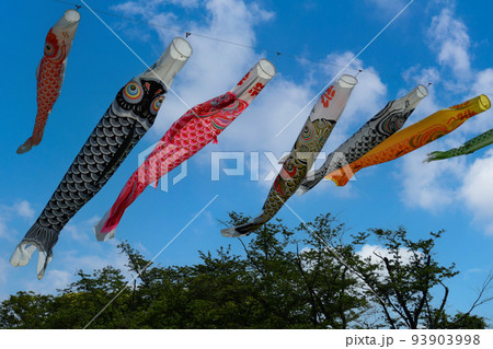 たくさんの鯉のぼり　 93903998