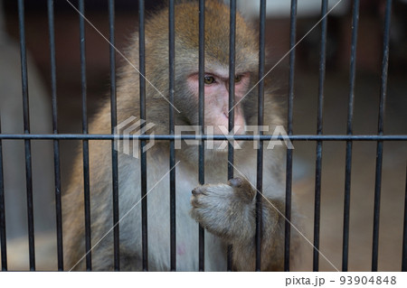 ニホンザル 山梨県 万力公園 ニホンザル 山梨県 万力公園 93904848
