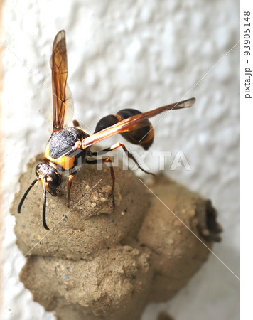 スズバチの巣作り 93905148