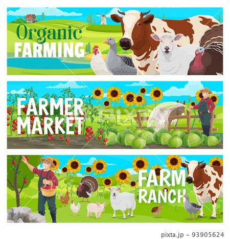 Organic farm and market. Farm animals, cattle, orchard and vegetables vector banners with cartoon farmer on farm field, cows, chickens, pigs and sheep, apples, tomatoes, cabbages, donkey and turkeys 93905624