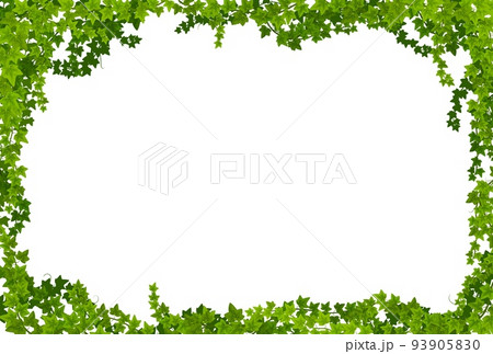 Ivy lianas frame with green leaves vector borders. Climbing plant or creeper vines with liana branches and green foliage. Evergreen hedera helix or garden ivy floral border rectangular frame 93905830