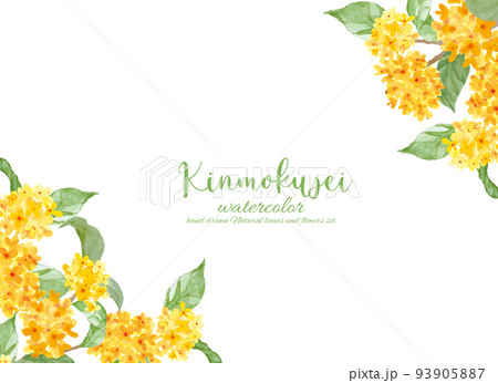 キンモクセイの花のフレーム 93905887