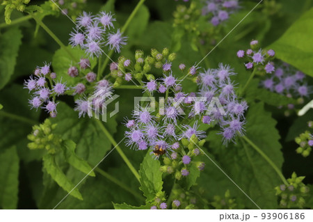 日本の夏の公園に咲く紫色のアゲラタムの花 日本の夏の公園に咲く紫色のアゲラタムの花 93906186