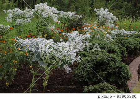 日本の夏の公園に咲くハツユキソウとマリーゴールドの花 93906580