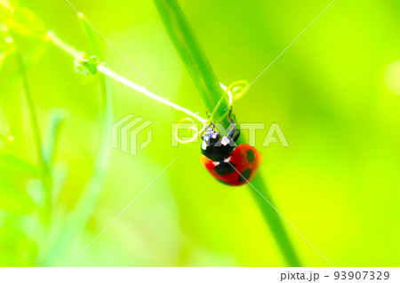 明るい黄緑色の自然背景に枝を登るテントウムシ「ナナホシテントウ」の愛らしい姿をマクロ接写撮影。 93907329