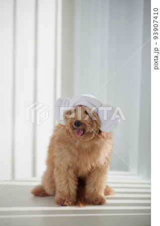 Small curly dog sitting on table with Korean lamb head towel and looking at camera Small curly dog sitting on table with Korean lamb head towel and looking at camera 93907410