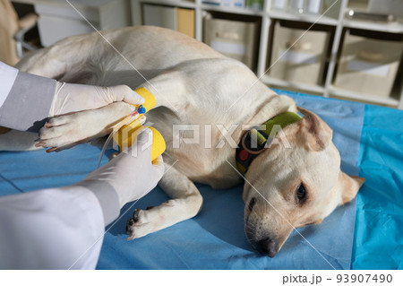 Calm labrador dog waiting when doctor applying yellow vetwrap to fix intravenous catheter on paw 93907490