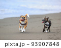 海岸を走る犬 93907848