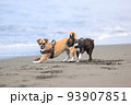 砂浜を走る犬 93907851