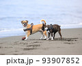 砂浜を走る犬 93907852