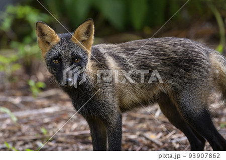 クロスフォックス③(北海道) クロスフォックス③(北海道) 93907862