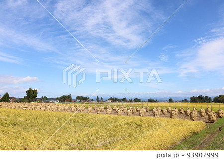 岩手　奥州市　収穫時期の田園風景と稲わら干し（ほんにょ） 93907999