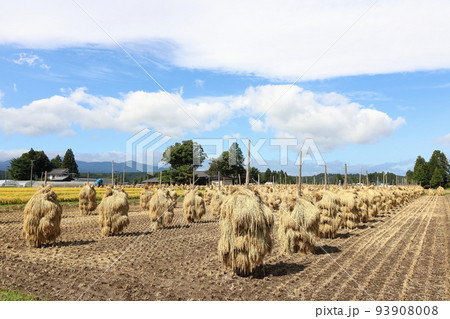 岩手　奥州市　収穫時期の田園風景と稲わら干し（ほんにょ） 93908008