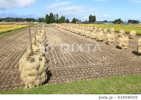 岩手　奥州市　収穫時期の田園風景と稲わら干し（ほんにょ） 93908009