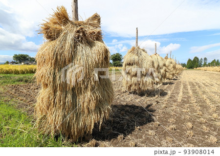 岩手　奥州市　収穫時期の田園風景と稲わら干し（ほんにょ） 93908014