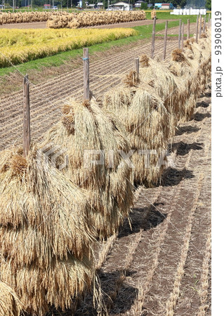岩手　奥州市　収穫時期の田園風景と稲わら干し（ほんにょ） 93908019
