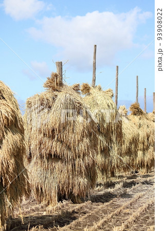 岩手　奥州市　収穫時期の田園風景と稲わら干し（ほんにょ） 93908022