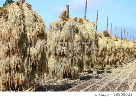 岩手　奥州市　収穫時期の田園風景と稲わら干し（ほんにょ） 93908023