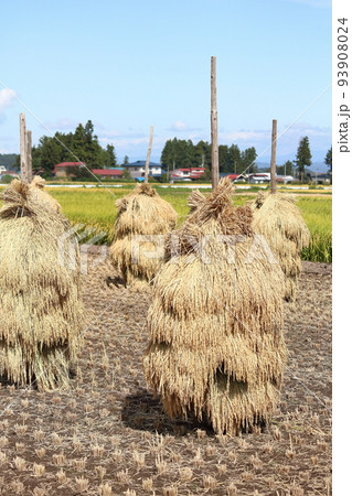 岩手　奥州市　収穫時期の田園風景と稲わら干し（ほんにょ） 93908024