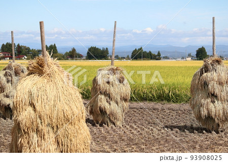 岩手　奥州市　収穫時期の田園風景と稲わら干し（ほんにょ） 93908025