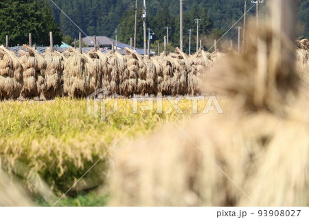 岩手　奥州市　収穫時期の田園風景と稲わら干し（ほんにょ） 93908027