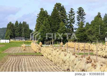 岩手　奥州市　収穫時期の田園風景と稲わら干し（ほんにょ） 93908030