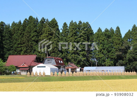 岩手　奥州市　収穫時期の田園風景と稲わら干し（ほんにょ） 93908032