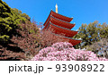福岡の東長寺の五重の塔と梅 93908922