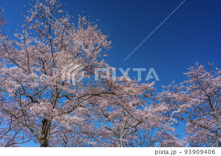 青空に映える満開の桜　お花見 93909406