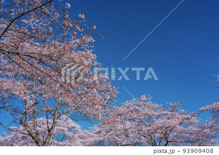 青空に映える満開の桜　お花見 93909408