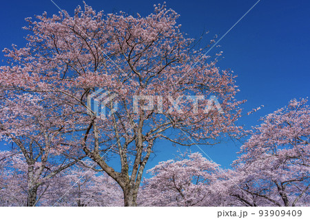 青空に映える満開の桜　お花見 93909409
