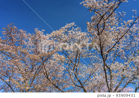 青空に映える満開の桜　お花見 93909431