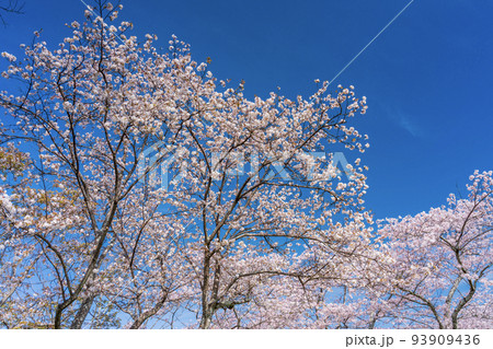 青空に映える満開の桜　お花見 93909436