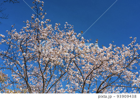 青空に映える満開の桜 お花見 青空に映える満開の桜 お花見 93909438