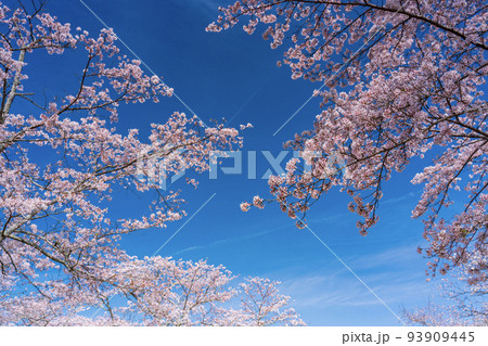 青空に映える満開の桜　お花見 93909445