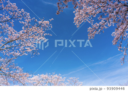 青空に映える満開の桜　お花見 93909446