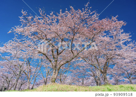 青空に映える満開の桜　お花見 93909518