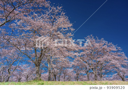 青空に映える満開の桜 お花見 青空に映える満開の桜 お花見 93909520
