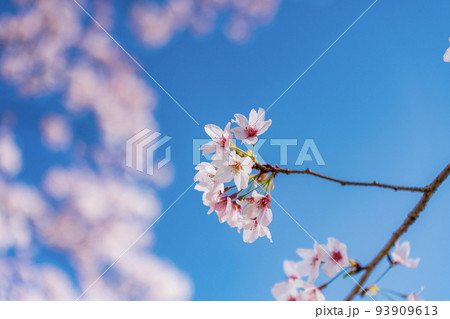青空に映える満開の桜 93909613