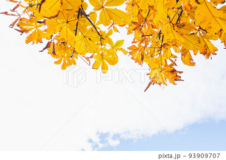 紅葉したトチノキの葉 紅葉したトチノキの葉 93909707
