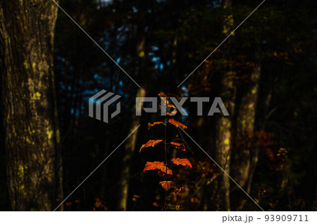 森の中の赤く紅葉した葉 93909711