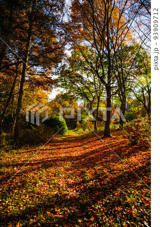 大峰高原白樺の森 落ち葉の遊歩道 大峰高原白樺の森 落ち葉の遊歩道 93909712