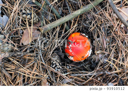 A small fly agaric with a red cap and white spots grows in a coniferous forest. Top view 93910512