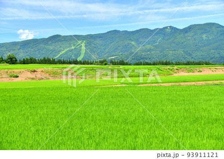 津南町よりさかえ倶楽部スキー場方面を望む(新潟県津南町)【2022.8】 津南町よりさかえ倶楽部スキー場方面を望む(新潟県津南町)【2022.8】 93911121