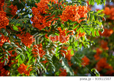 Rowan Rowan 93911507