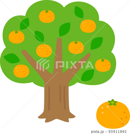 実が付いたミカンの木 93911892