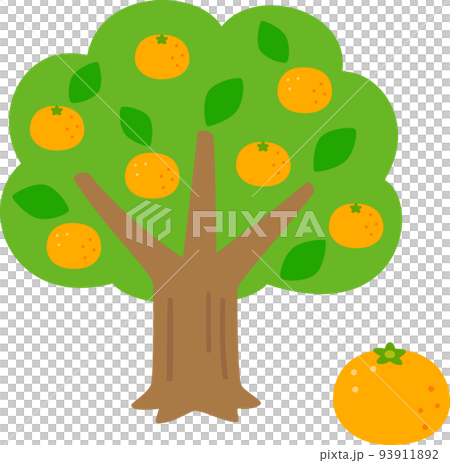 実が付いたミカンの木 93911892